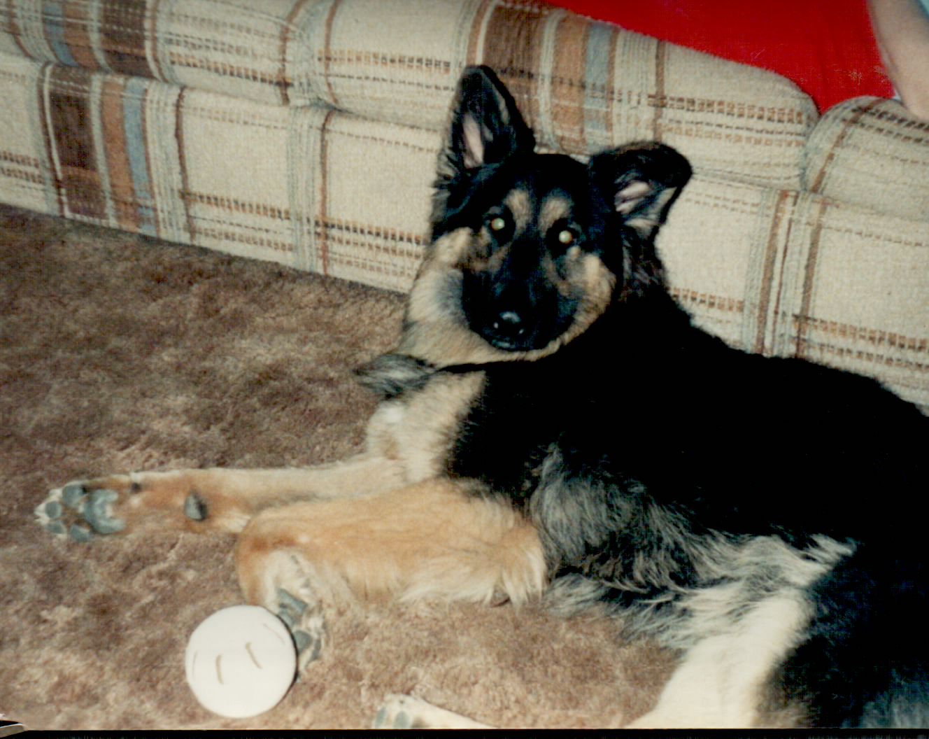 Bocephus, long-haired German Shepherd